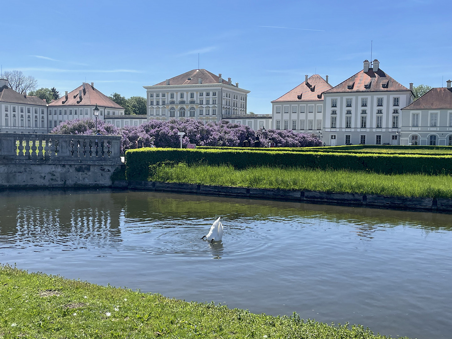 Schloss Nymphenburg mit Kanal, Schwan und blühendem Flieder.